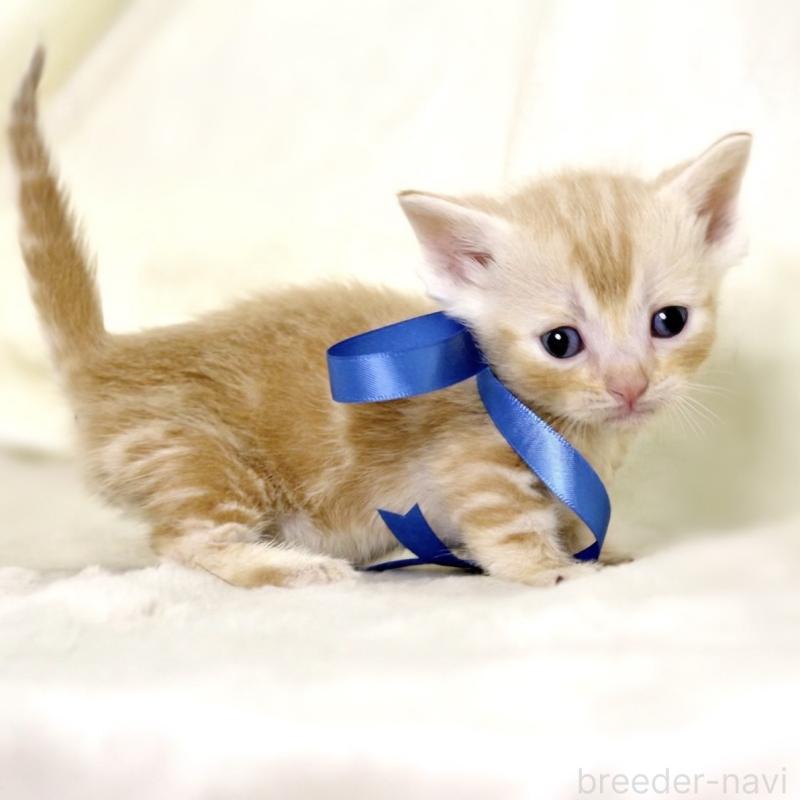 販売中の栃木県のマンチカン(短足)-132976の6枚目