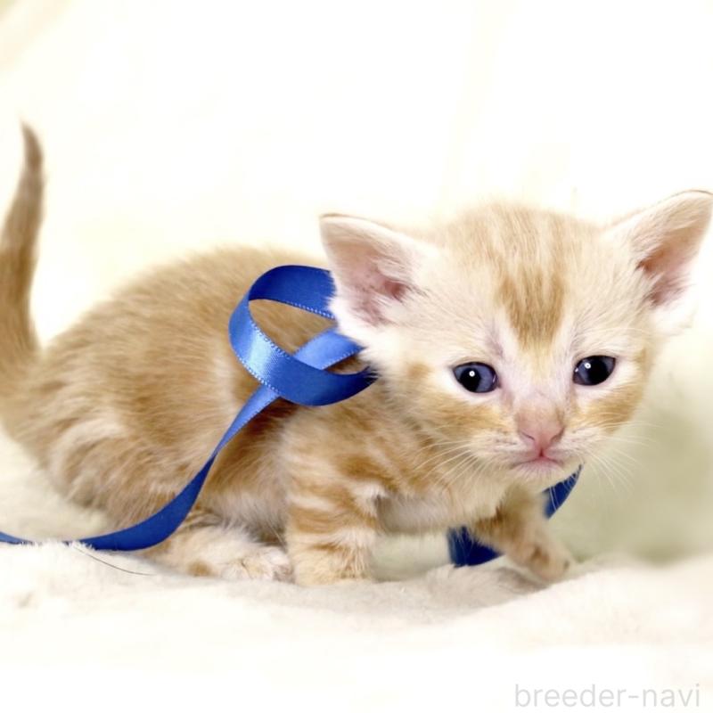 販売中の栃木県のマンチカン(短足)-132976の5枚目