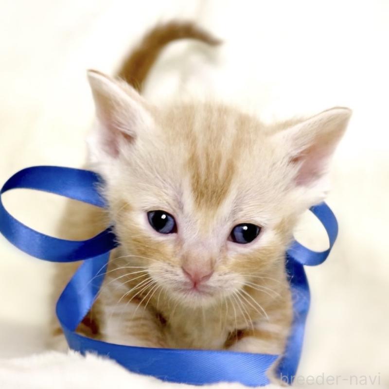 販売中の栃木県のマンチカン(短足)-132976の4枚目