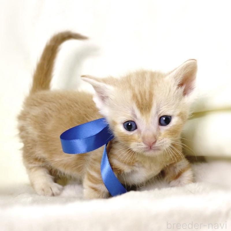 販売中の栃木県のマンチカン(短足)-132976の3枚目