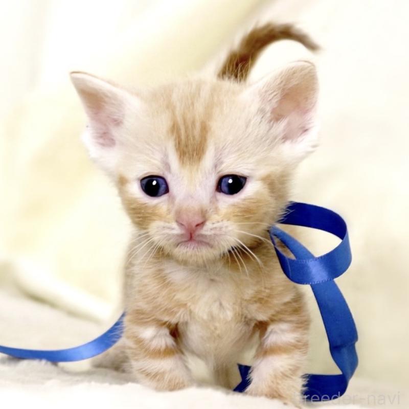 販売中の栃木県のマンチカン(短足)-132976の2枚目