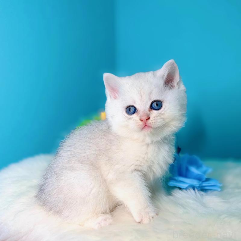 販売中の大阪府のブリティッシュショートヘア-131829