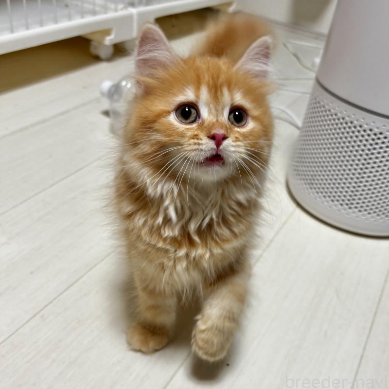 商談中の埼玉県のマンチカン-128136の3枚目