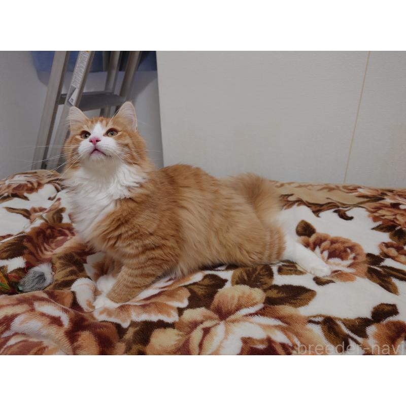 販売中の埼玉県のノルウェージャンフォレストキャット-122996の10枚目