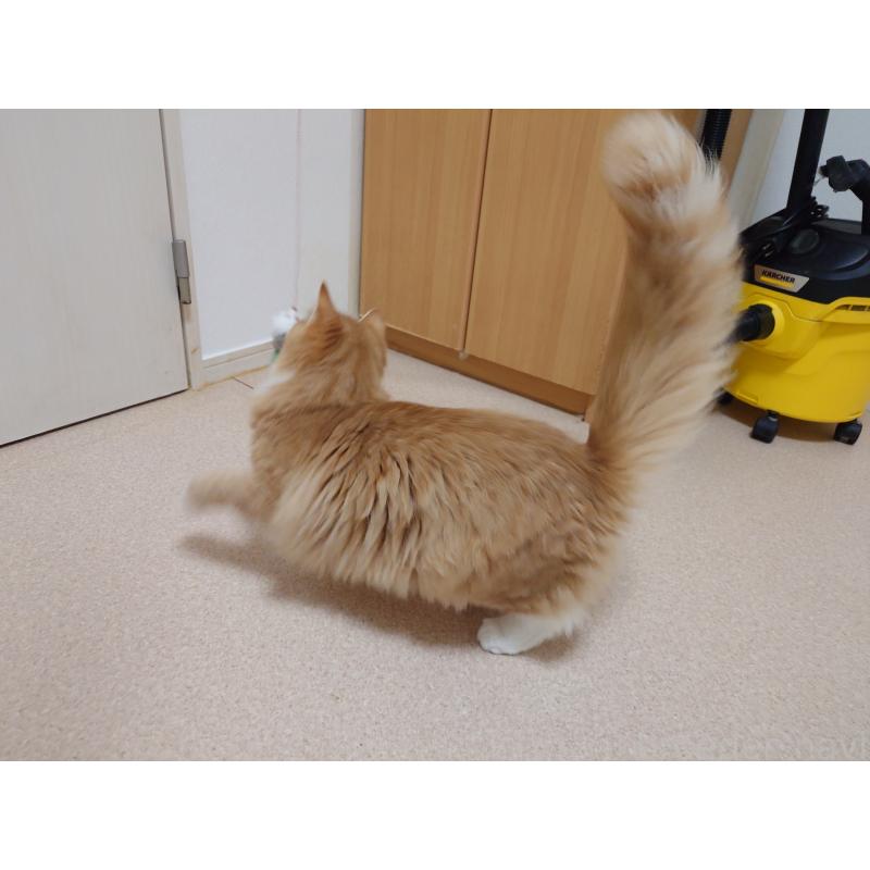 販売中の埼玉県のノルウェージャンフォレストキャット-122996の7枚目