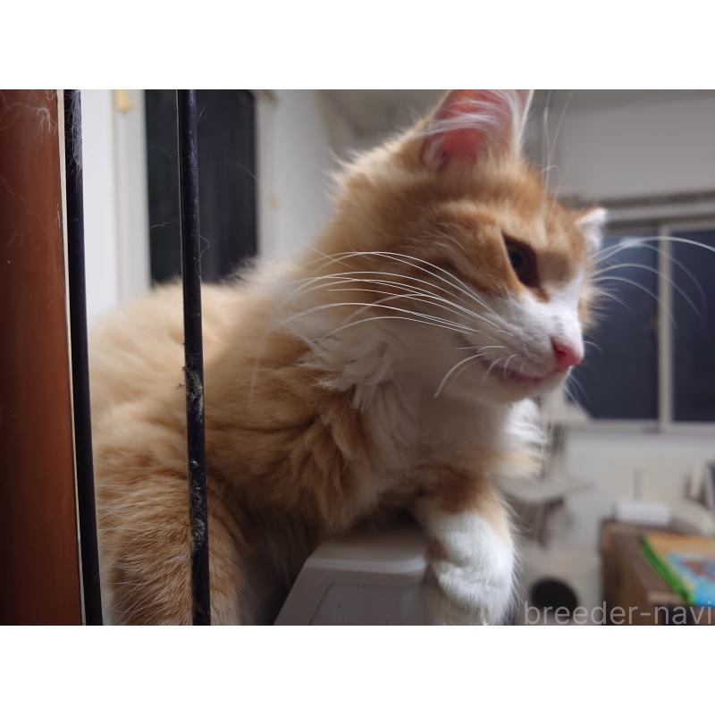 販売中の埼玉県のノルウェージャンフォレストキャット-122996の6枚目