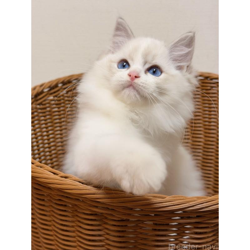 販売中の神奈川県のラグドール-131410の5枚目