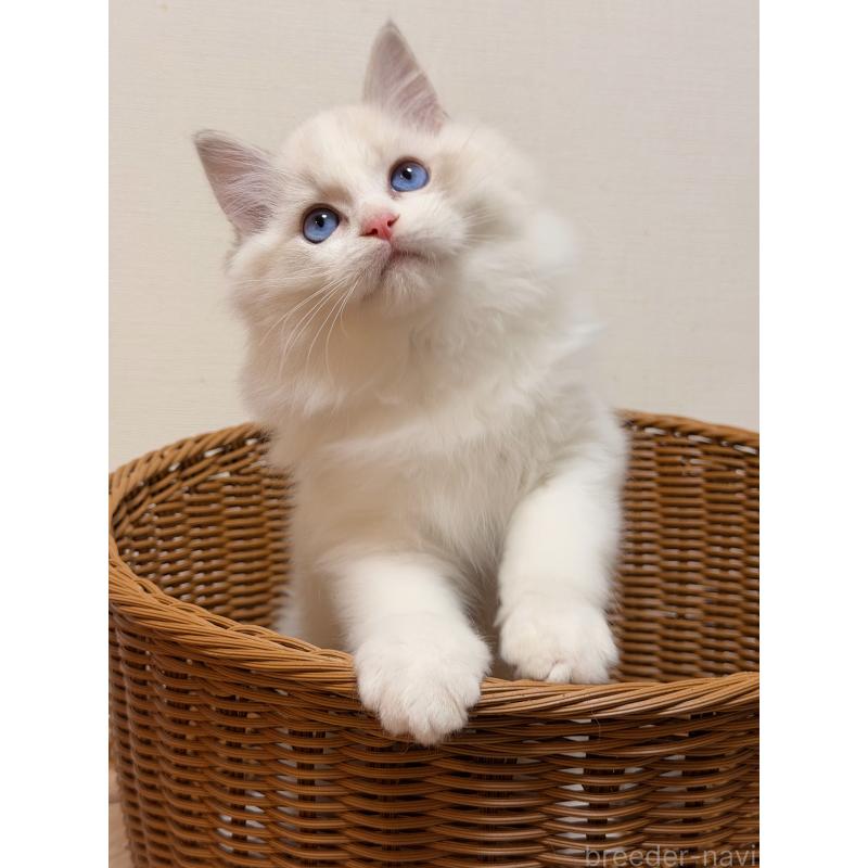 販売中の神奈川県のラグドール-131411