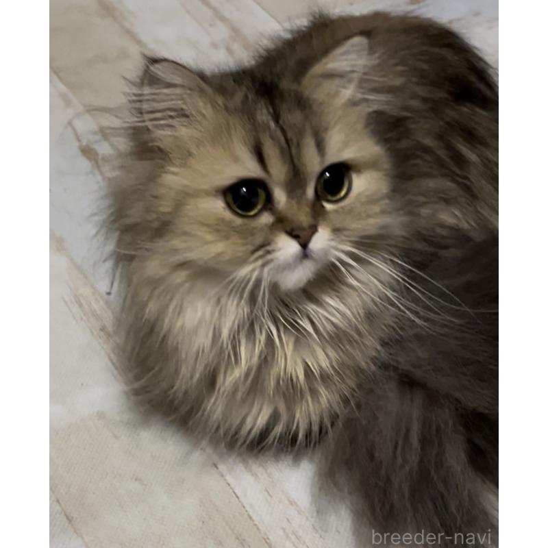 商談中の栃木県のペルシャ(チンチラ)-132979の5枚目