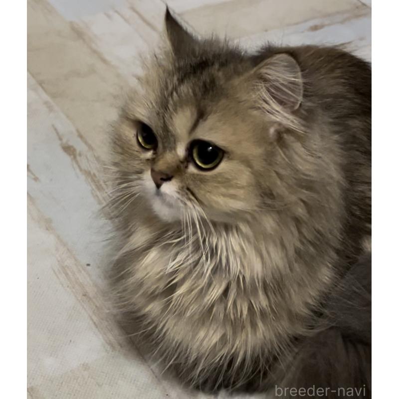 商談中の栃木県のペルシャ(チンチラ)-132979の4枚目