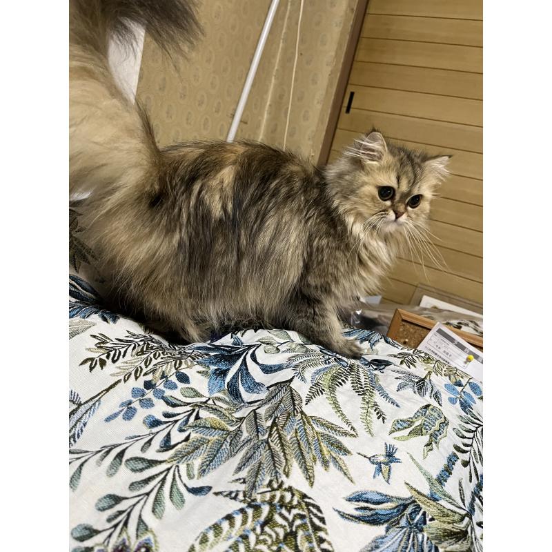 商談中の栃木県のペルシャ(チンチラ)-132979の3枚目