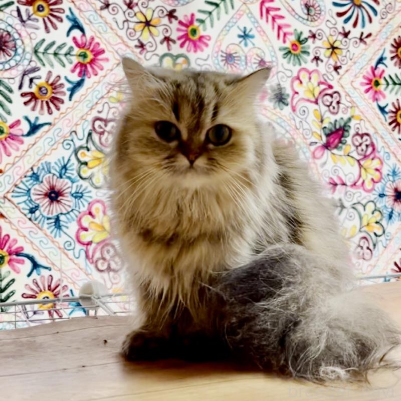 商談中の栃木県のペルシャ(チンチラ)-132979の1枚目