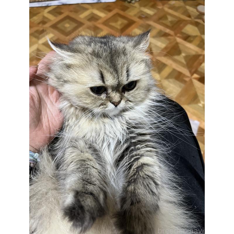商談中の栃木県のペルシャ(チンチラ)-132979の2枚目