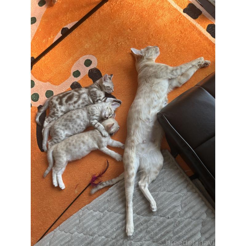 販売中の京都府のオーストラリアンミスト-132980の7枚目