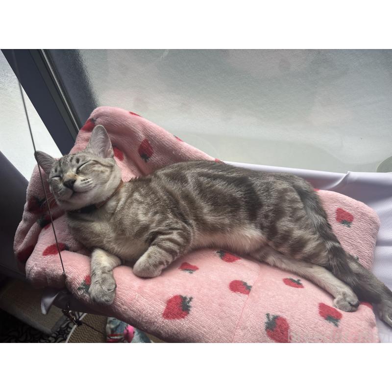 販売中の京都府のオーストラリアンミスト-132980の6枚目