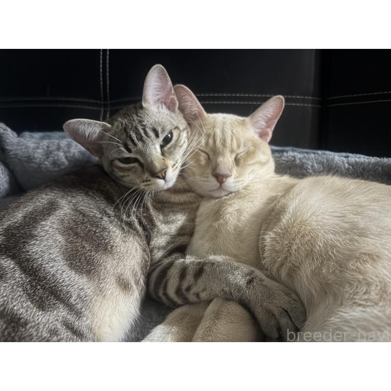 販売中の京都府のオーストラリアンミスト-132980の5枚目