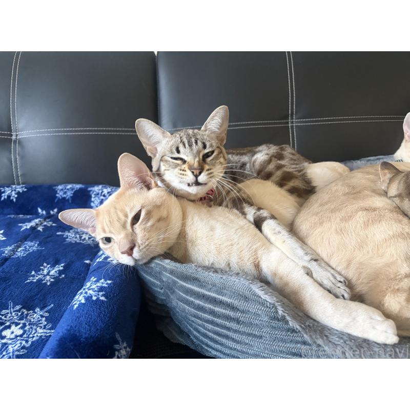 販売中の京都府のオーストラリアンミスト-132980の4枚目