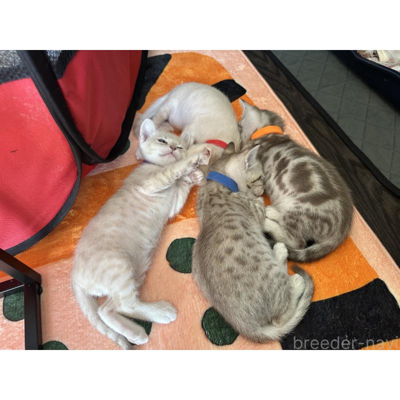 販売中の京都府のオーストラリアンミスト-132981の8枚目