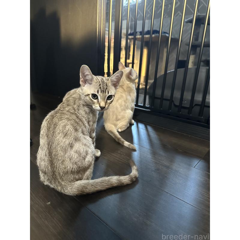 販売中の京都府のオーストラリアンミスト-132981の7枚目