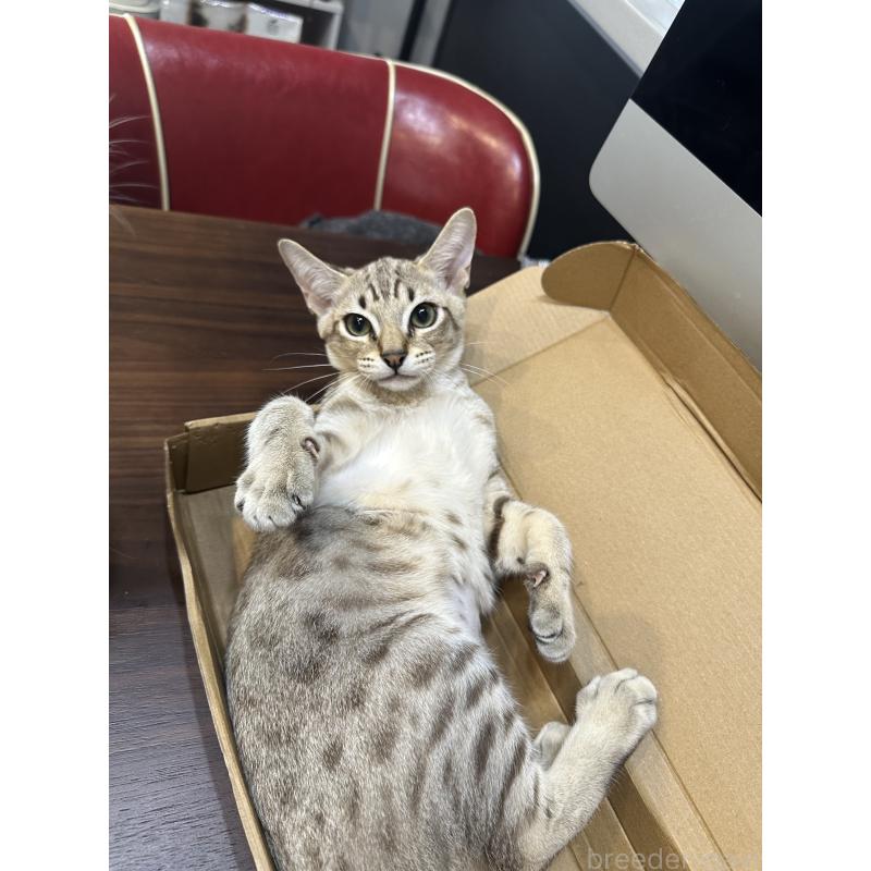 販売中の京都府のオーストラリアンミスト-132981の6枚目