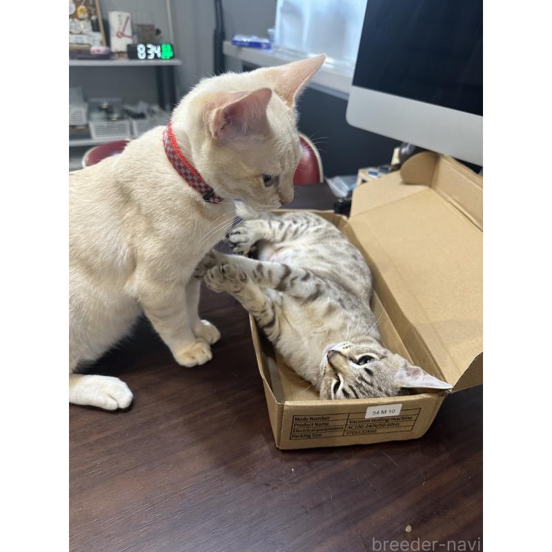 販売中の京都府のオーストラリアンミスト-132981の5枚目