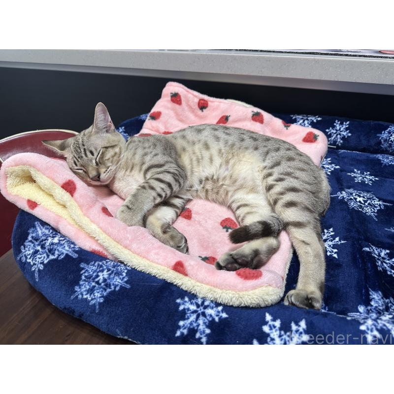 販売中の京都府のオーストラリアンミスト-132981の3枚目