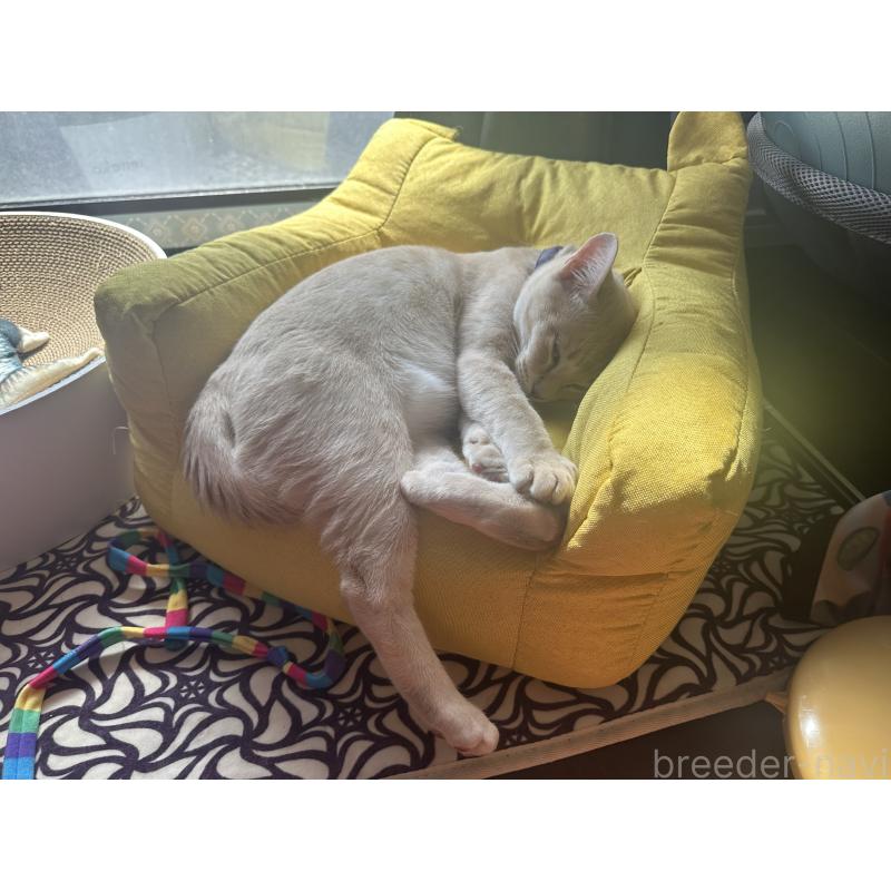 販売中の京都府のオーストラリアンミスト-132982の6枚目