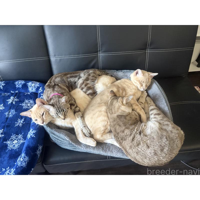 販売中の京都府のオーストラリアンミスト-132982の5枚目