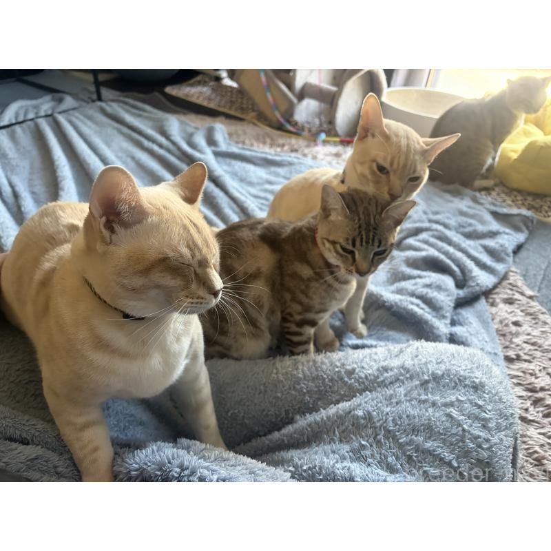 販売中の京都府のオーストラリアンミスト-132982の2枚目