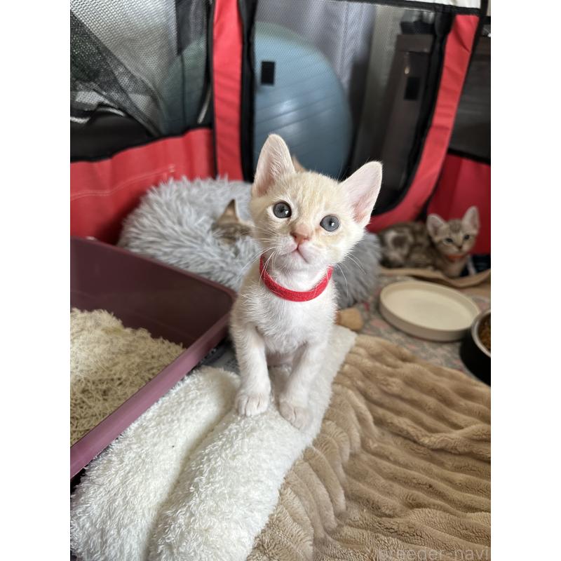 販売中の京都府のオーストラリアンミスト-132983の11枚目