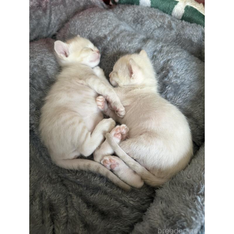 販売中の京都府のオーストラリアンミスト-132983の9枚目