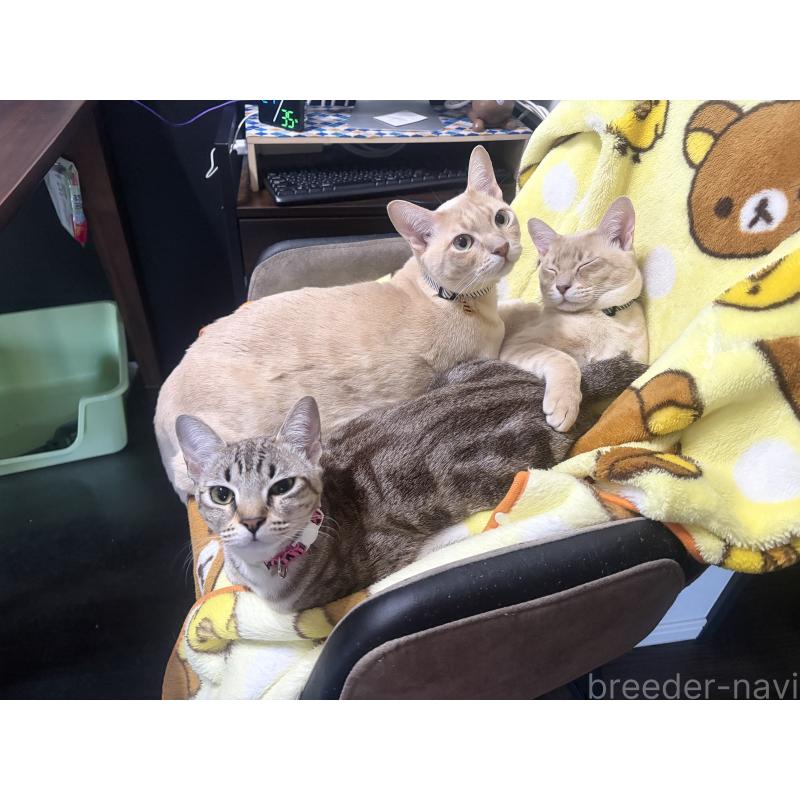 販売中の京都府のオーストラリアンミスト-132983の7枚目