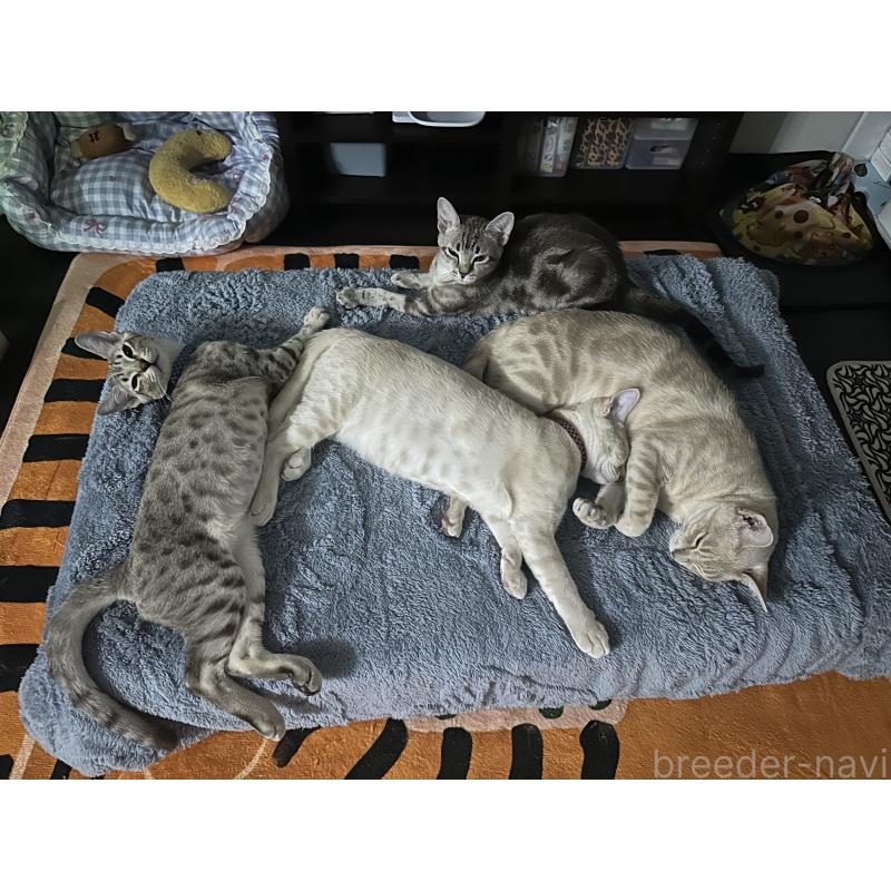 販売中の京都府のオーストラリアンミスト-132983の6枚目