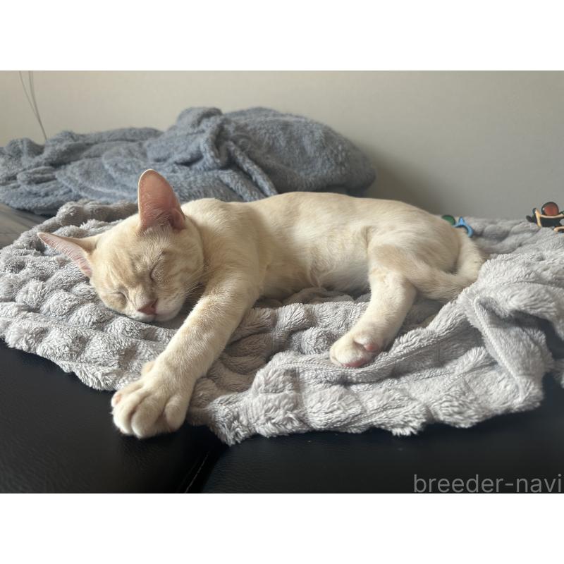 販売中の京都府のオーストラリアンミスト-132983の5枚目