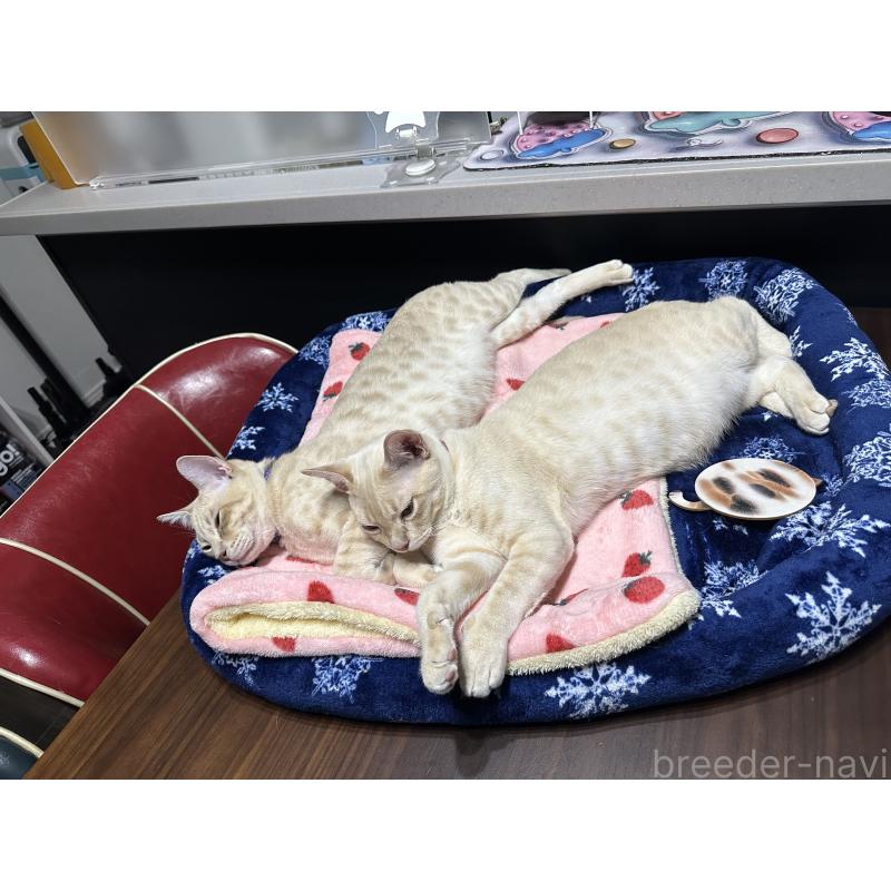 販売中の京都府のオーストラリアンミスト-132983の4枚目