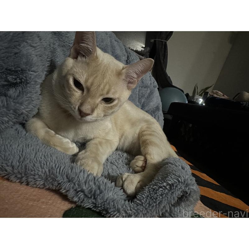 販売中の京都府のオーストラリアンミスト-132983の3枚目