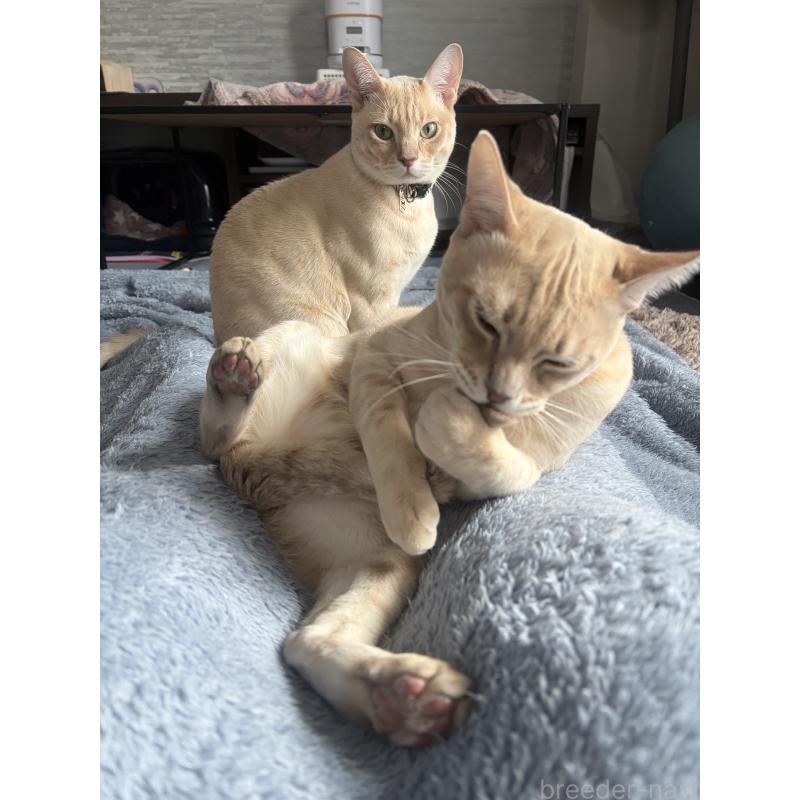 販売中の京都府のオーストラリアンミスト-132983の2枚目