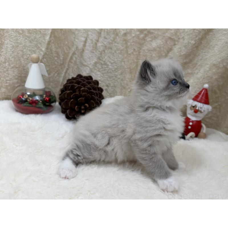 販売中の千葉県のサイベリアン-133060の10枚目