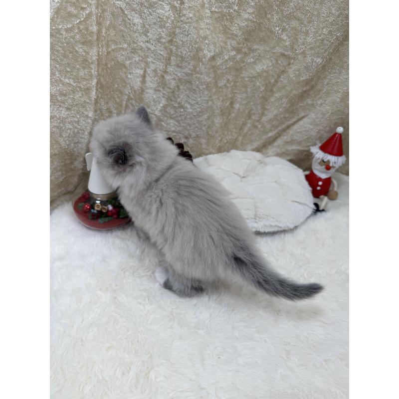 販売中の千葉県のサイベリアン-133060の9枚目