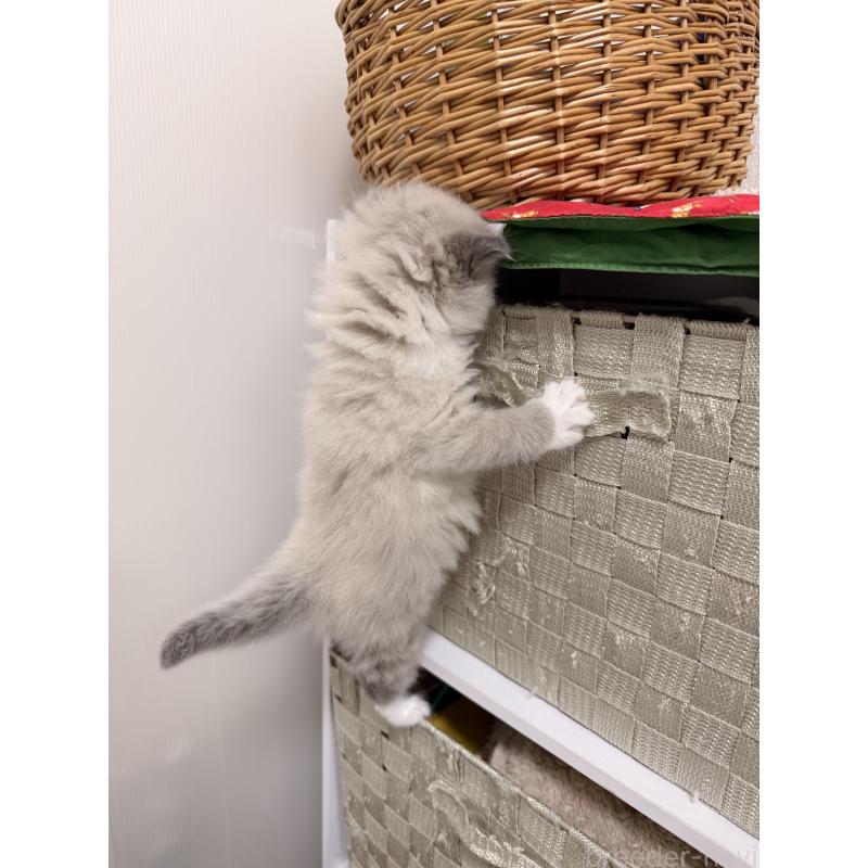 販売中の千葉県のサイベリアン-133060の8枚目