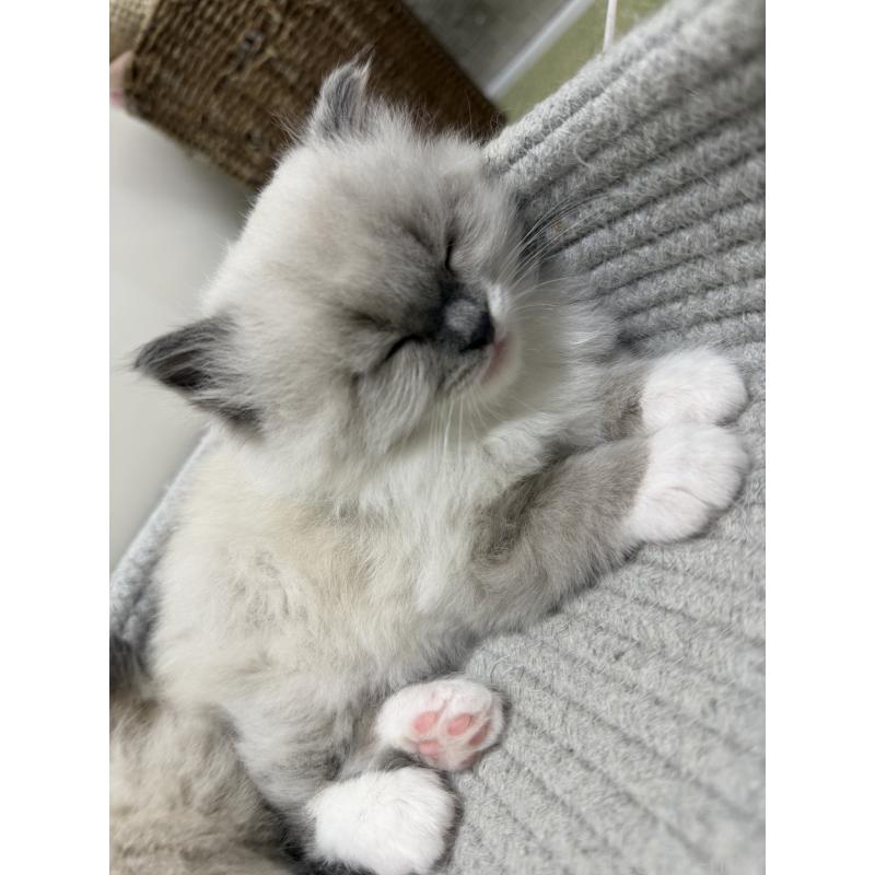 販売中の千葉県のサイベリアン-133060の7枚目