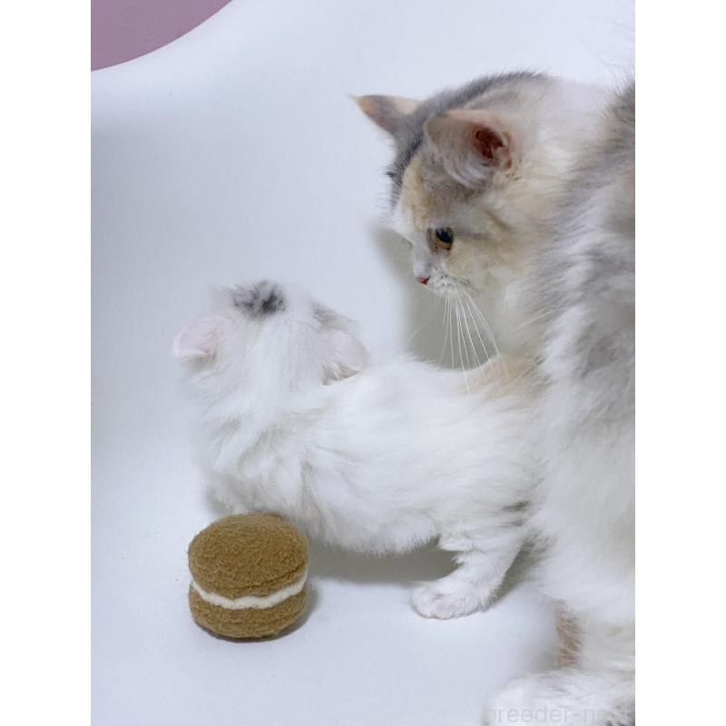 販売中の福岡県のミヌエット(短足)-132529の8枚目