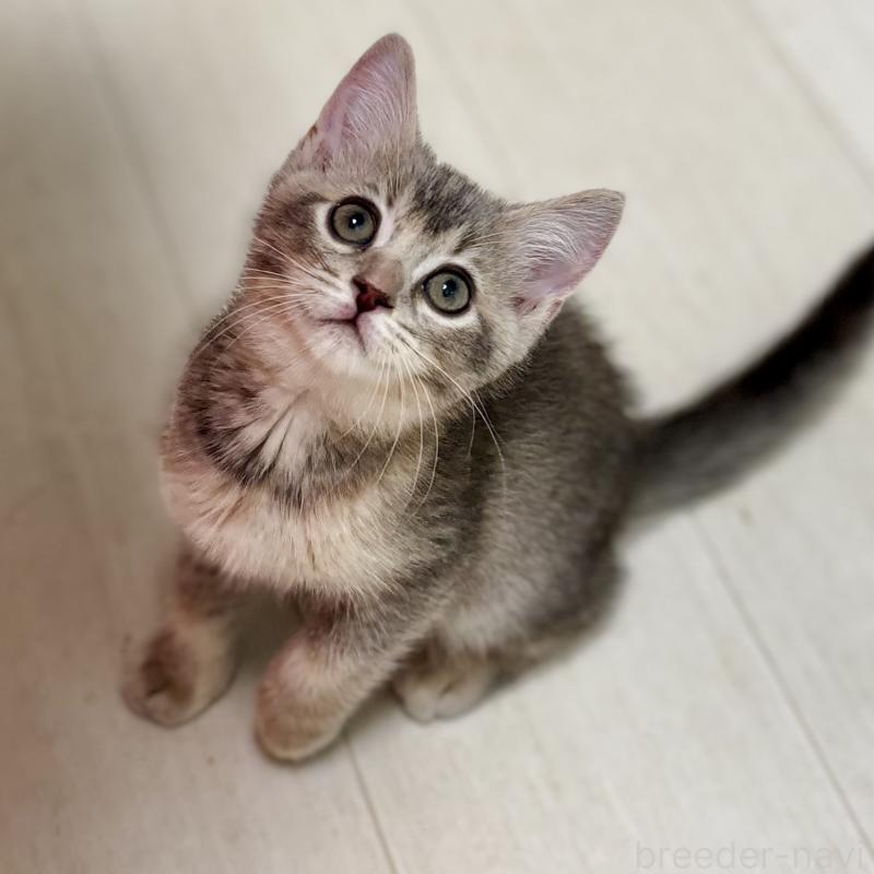 販売中の埼玉県のマンチカン-129007の10枚目