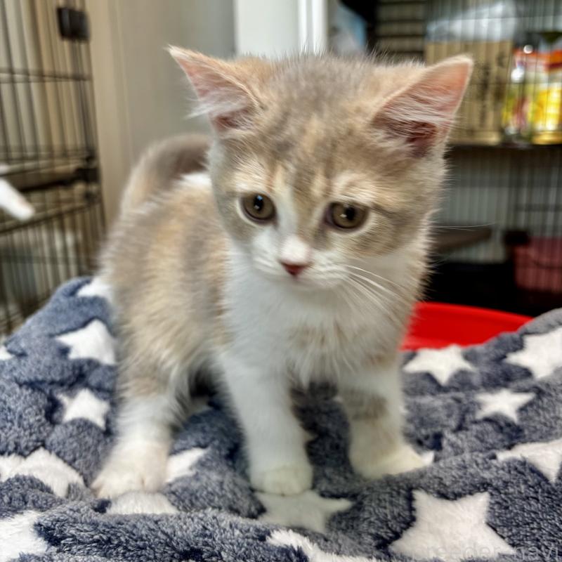 成約済の埼玉県のマンチカン-128134の2枚目