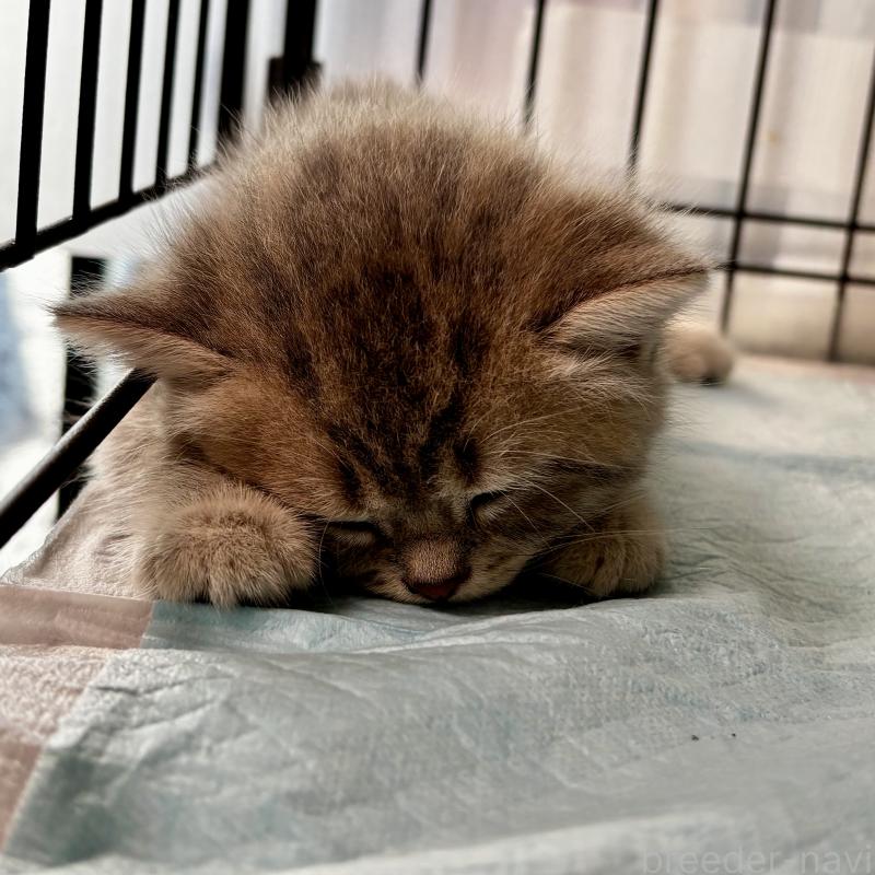 成約済の埼玉県のブリティッシュショートヘア-132322の2枚目