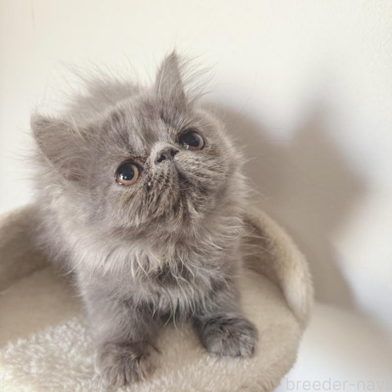 販売中の京都府のエキゾチックロングヘア-130627