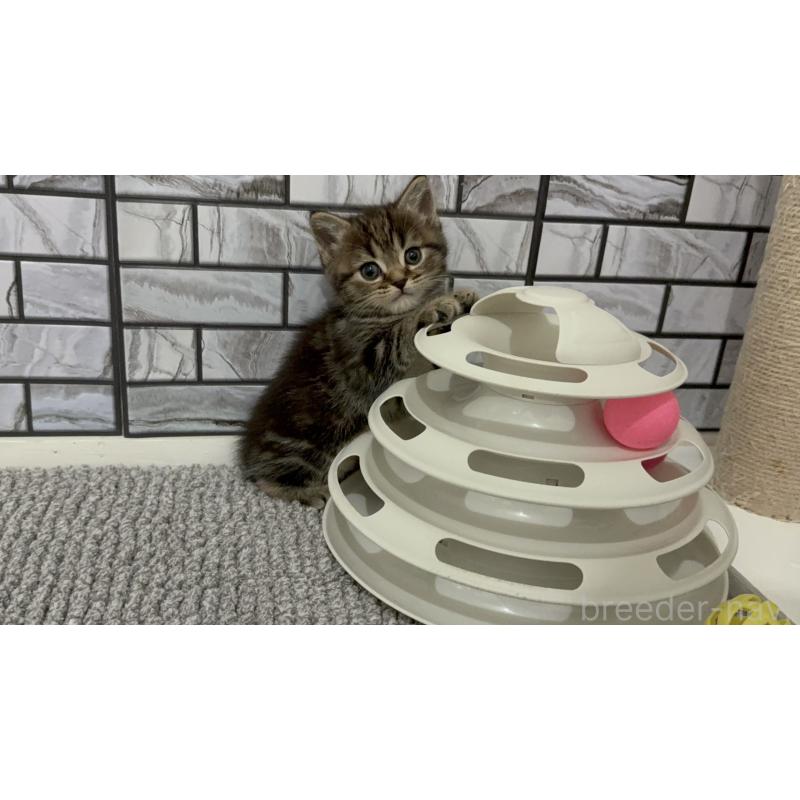 販売中の福岡県のマンチカン-132883の5枚目