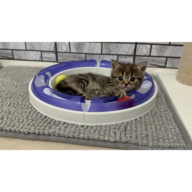 販売中の福岡県のマンチカン-132883の4枚目