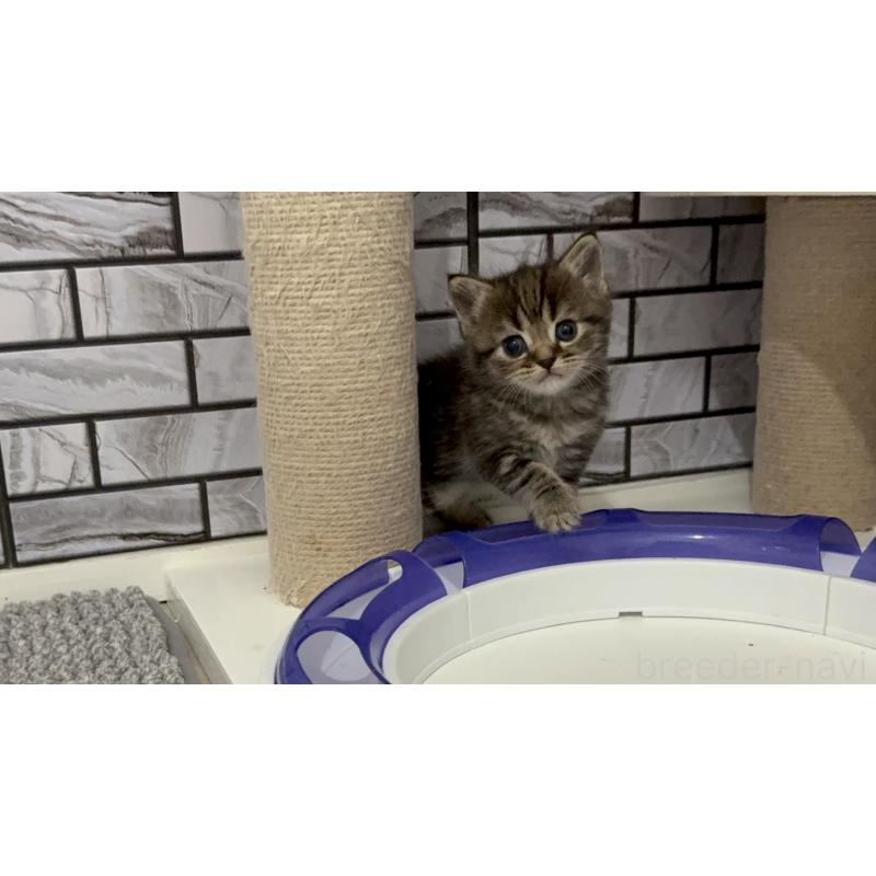 販売中の福岡県のマンチカン-132883の3枚目