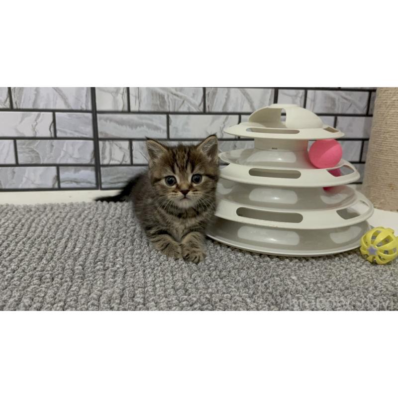 販売中の福岡県のマンチカン-132883の2枚目